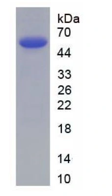 SDS-PAGE analysis of GTX03782-pro Mouse Annexin II protein.