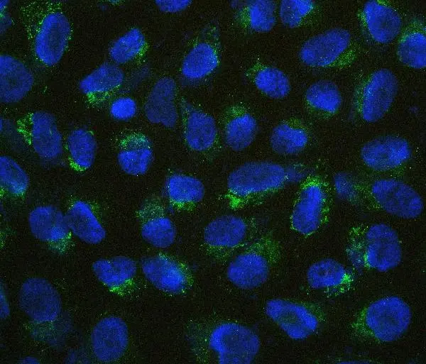 ICC/IF analysis of U2OS cells using GTX03785 B7-H4 antibody. Antigen retireval : Enzyme antigen retrieval was performed using IHC enzyme antigen retrieval reagent for 15 mins. Dilution : 2microg/mL