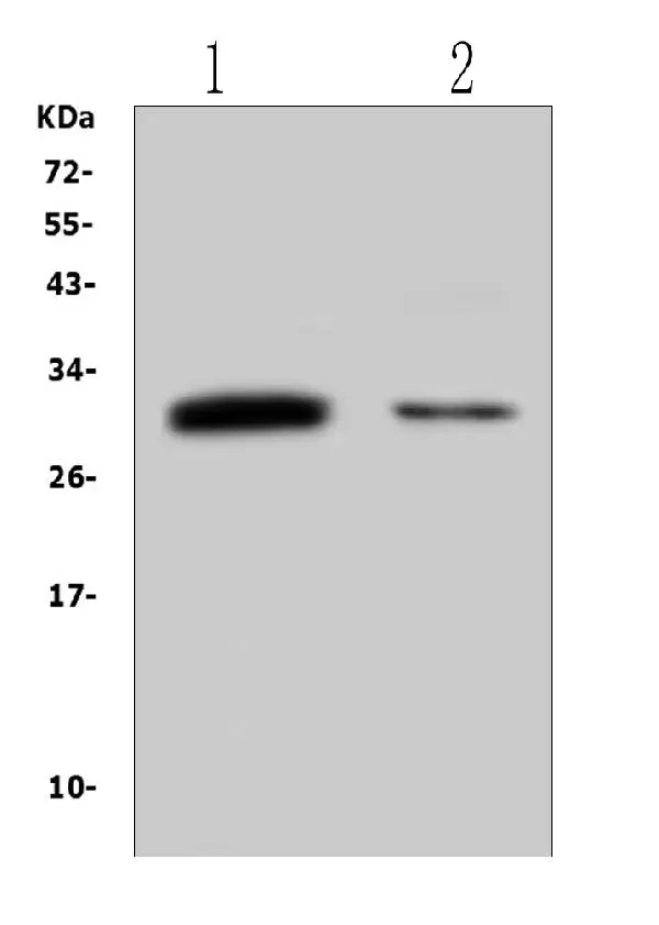 WB analysis of various lysates using GTX03785 B7-H4 antibody. Lane 1 : U2OS cells Lane 2 : Mouse thymus issue Dilution : 0.5 microg/mL Loading : 50microg per lane