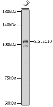 WB analysis of Raji cell lysates using GTX03786 SIGLEC10 antibody. Dilution : 1:1000 Loading : 25microg