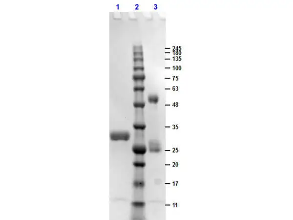 SDS-PAGE of GTX03802-pro Human IgG Fc. <br>Lane 1 : GTX03802-pro (Reduced)<br>Lane 2 : Prestained Molecular Weight Ladder<br>Lane 3 : GTX03802-pro (Non-reduced)