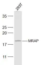 WB analysis of 293T cell lysates using GTX03803 MRAP antibody. Dilution : 1:300 WB analysis of 293T cell lysates using GTX03803 MRAP antibody. Dilution : 1:300