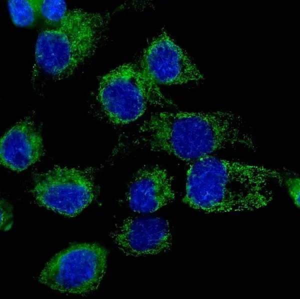 ICC/IF analysis of A431 cells using GTX03806 LONP1 antibody. Antigen retrieval : Enzyme antigen retrieval was performed using enzyme antigen retrieval reagent for 15 mins. Dilution : 2microg/mL