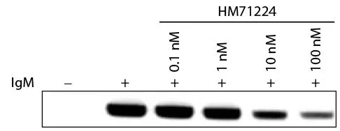 WB analysis of Ramos cell lysates treated with HM71224 using PLCG2 (phospho Tyr1217) antibody followed by GTX04121 Goat Anti-Human IgM (Mu chain) antibody, F(ab)2 fragment, pre-adsorbed.