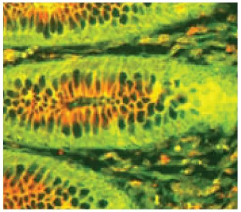 IHC-P analysis of human intestinal epithelium tissue using secretory component antibody (FITC) followed by GTX04126-25 Goat Anti-Human IgA (Heavy chain) antibody, pre-adsorbed (TRITC).
