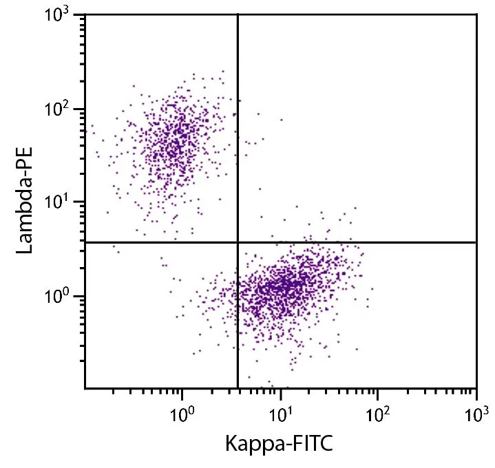 FACS analysis of CD19+ human B-lymphocytes using Goat Anti-Human Kappa antibody, F(ab)2 fragment (FITC) and GTX04135-08 Goat Anti-Human lambda light chain antibody, F(ab)2 fragment, pre-adsorbed (PE).