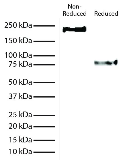 WB analysis of full length recombinant chimeric human IgE using GTX04184-01 Mouse Anti-Human IgE (Fc) antibody [B3102E8] (HRP).