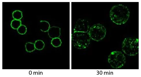 ICC/IF analysis of BAL17 cells stably expressing T-tagged mouse CMTM7 protein using GTX04194-02 Goat Anti-Mouse IgM (Mu chain) antibody, F(ab)2 fragment, pre-adsorbed (Biotin) followed by Streptavidin (FITC).