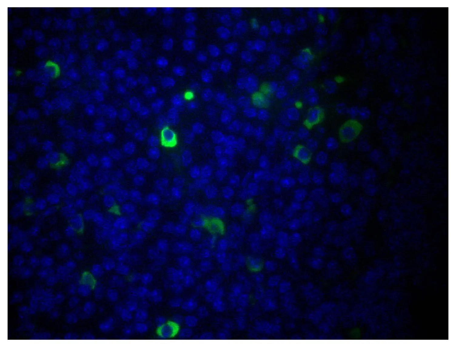 IHC-P analysis of mouse lymph node tissue using GTX04194-06 Goat Anti-Mouse IgM (Mu chain) antibody, F(ab)2 fragment, pre-adsorbed (FITC).