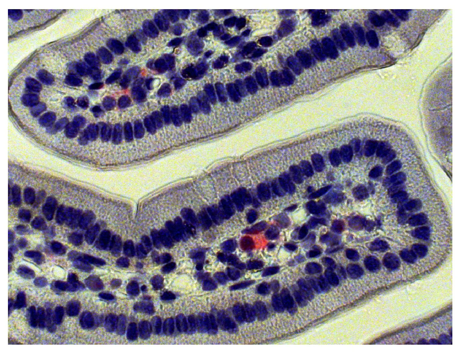 IHC-P analysis of mouse intestine tissue using GTX04200-03 Goat Anti-Mouse IgA (Heavy chain) antibody, pre-adsorbed (AP).