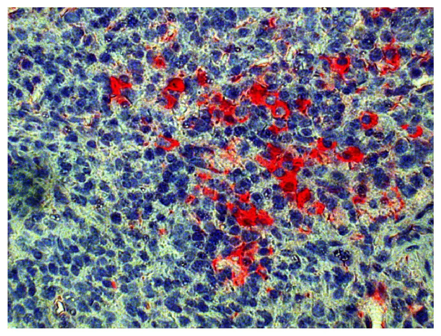 IHC-P analysis of mouse spleen tissue using GTX04201-03 Goat Anti-Mouse kappa light chain antibody, pre-adsorbed (AP).