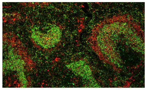 IHC-Fr analysis of mouse spleen tissue using Goat Anti-Mouse IgM, pre-absorbed (TxRd) and GTX04223-02 Rat Anti-Mouse IgD antibody [11-26] (Biotin) followed by Streptavidin (Alexa Fluor 488).