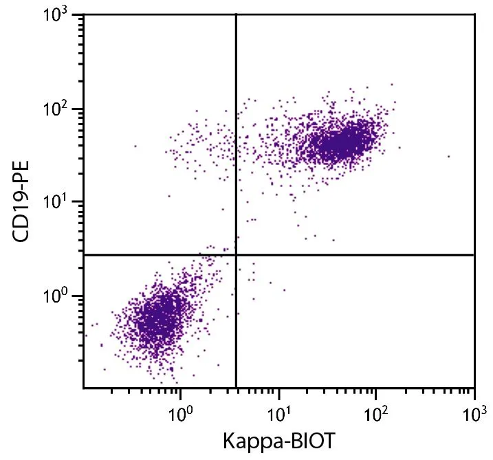 FACS analysis of BALB/c mouse splenocytes using Rat Anti-Mouse CD19 antibody (PE) and GTX04230-02 Rat Anti-Mouse kappa light chain antibody [H139-52.1] (Biotin) followed by Streptavidin (FITC).