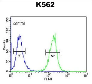 FACS analysis of K562 cells (right histogram) compared to a negative control cell (left histogram) using GTX04237 SE6L2 antibody. FACS analysis of K562 cells (right histogram) compared to a negative control cell (left histogram) using GTX04237 SE6L2 antibody.