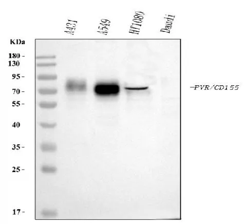 WB analysis of various cell lysates using GTX04249 CD155 antibody [5I13D1]. Loading : 30 microg Dilution : 0.5 microg/mL