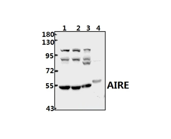 WB analysis of various sample lysates using GTX04258 AIRE antibody. Loading : 40 microg Dilution : 1:500 Lane 1 : Panc1 cell Lane 2 : A2780 cell Lane 3 : Rat heart tissue Lane 4 : Mouse heart tissue