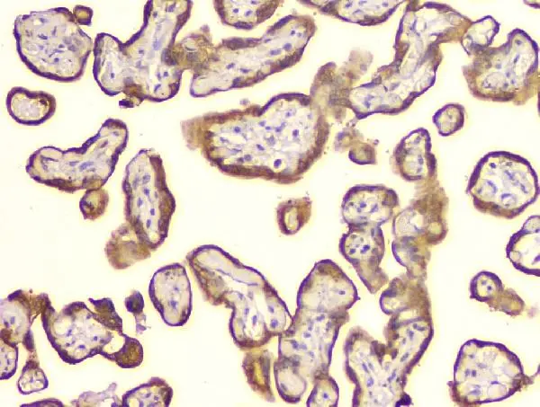 IHC-P analysis of human placenta tissue using GTX04262 Cyclophilin B antibody [11C11]. Antigen retrieval : Heat mediated EDTA buffer (pH 8.0, epitope retrieval solution) Dilution : 1 microg/mL
