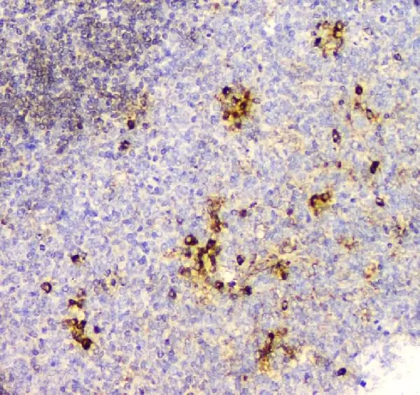 IHC-P analysis of human tonsil tissue using GTX04262 Cyclophilin B antibody [11C11]. Antigen retrieval : Heat mediated EDTA buffer (pH 8.0, epitope retrieval solution) Dilution : 1 microg/mL