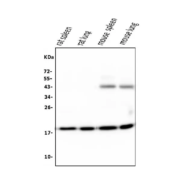 WB analysis of various tissue lysates using GTX04262 Cyclophilin B antibody [11C11]. Loading : 50 microg Dilution : 0.5 microg/mL