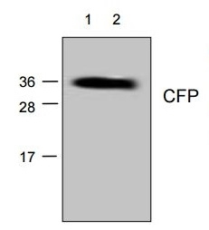 WB analysis of recombinant CFP using GTX04275 CFP antibody. Lane 1 : 100 ng Lane 2 : 50 ng WB analysis of recombinant CFP using GTX04275 CFP antibody. Lane 1 : 100 ng Lane 2 : 50 ng
