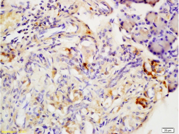 IHC-P analysis of rat pancreas tissue using GTX04314 Adiponectin Receptor 2 antibody. Dilution : 1:200