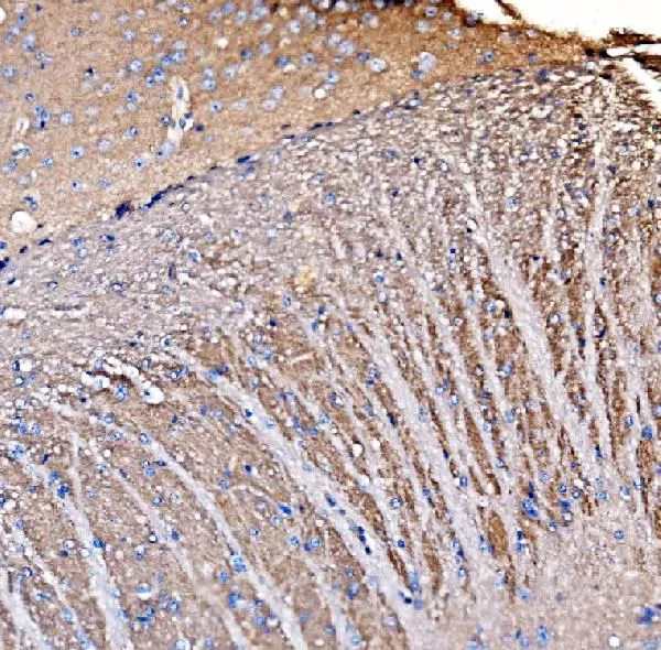 IHC-P analysis of mouse brain tissue using GTX04318 GNAL antibody. Dilution : 2 microg/ml Aantigen retrieval : Heat mediated antigen retrieval was performed in EDTA buffer (pH 8.0, epitope retrieval solution)