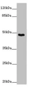 WB analysis of mouse skeletal muscle tissue lysate using GTX04320 SMOC1 antibody.