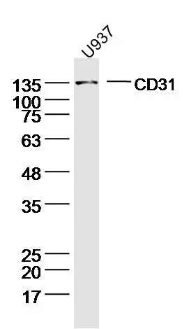 WB analysis of U937 cell lysates using GTX04325 CD31 antibody. Dilution : 1:300