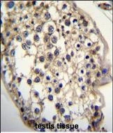 IHC-P analysis of human testis tissue using GTX04343 DHCR7 antibody.