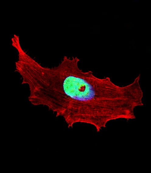ICC/IF analysis of 4% PFA-fixed MCF-7 cells using GTX04346 SHARP1 antibody. Green : Primary antibody Red : Actin Blue : DAPI Permeabilization : 0.1 %Triton X-100, min Dilution : 1:25