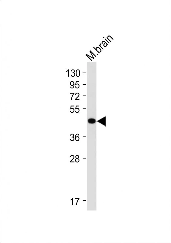 WB analysis of mouse brain tissue lysates using GTX04346 SHARP1 antibody. Loading : 20 microg Dilution : 1:2000