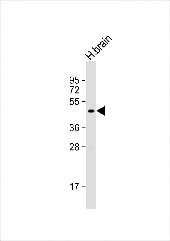 WB analysis of human brain tissue lysates using GTX04346 SHARP1 antibody. Loading : 20 microg Dilution : 1:1000