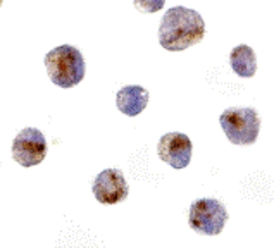 IHC-P (cell pellet) analysis of K562 cells using GTX04354 CARD8 antibody. Dilution : 10 microg/mL