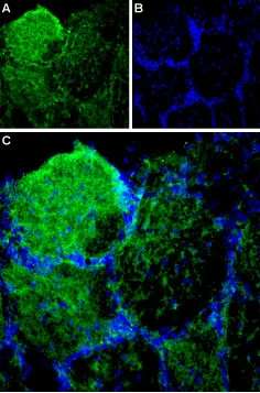 IHC-Fr analysis of rat olfactory bulb tissue using GTX04535 FAM38A antibody. Piezo1 staining (green) appears in the neuropil with varying intensity within and between glomeruli. Green : Primary antibody Blue : DAPI