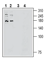 WB analysis of various samples using GTX04536 FAM38B antibody prior incubated with (Lane 3-4) or without (Lane 1-2) blocking peptide. Lane 1 and 3 : HepG2 whole cell lysate Lane 2 and 4 : HUVEC whole cell lysate Dilution : 1:200