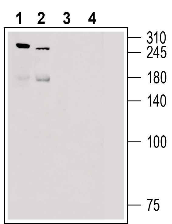 WB analysis of various tissue lysate using GTX04536 FAM38B antibody prior incubated with (Lane 3-4) or without (Lane 1-2) blocking peptide. Lane 1 and 3 : Rat dorsal root ganglion tissue lysate Lane 2 and 4 : Mouse lung tissue lysate Dilution : 1:200