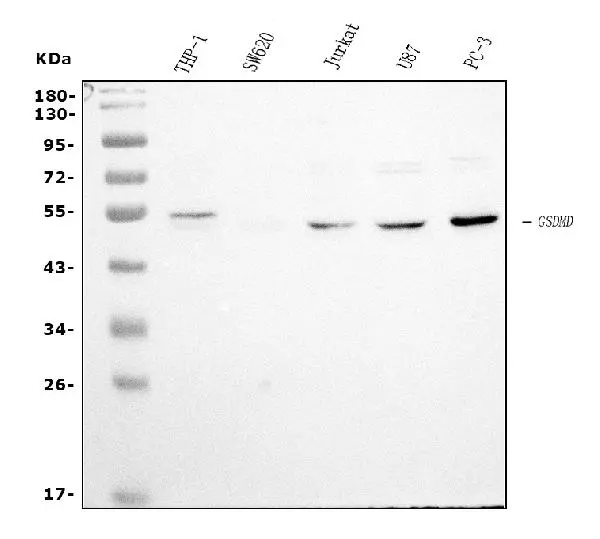 WB analysis of various samples using GTX04538 Gasdermin D antibody [6D11]. Loading : 30 microg Dilution : 0.5 microg/mL