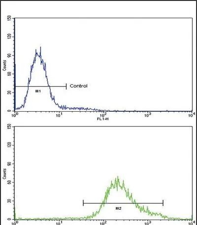 FACS analysis of K562 cells using GTX04569 Klotho antibody. Bottom histogram : Primary antibody Top histogram : Negative control cell (Blank) FACS analysis of K562 cells using GTX04569 Klotho antibody. Bottom histogram : Primary antibody Top histogram : Negative control cell (Blank)