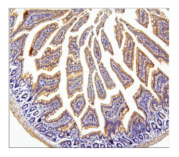 IHC-P analysis of mouse intestine tissue using GTX04584 CDC42 antibody. Antigen retrieval : Heat mediated EDTA buffer (pH 8.0) Dilution : 1 microg/mL