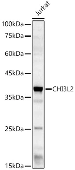 WB analysis of Jurkat whole cell lysate using GTX04607 YKL-39 antibody. Loading : 25 microg Dilution : 1:2000
