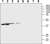 WB analysis of various samples using GTX04619 Pannexin 1 antibody prior incubated with (Lane 5-8) or without (Lane 1-4) blocking peptide. Lane 1 and 5 : Mouse heart tissue lysate Lane 2 and 6 : Rat heart tissue lysate Lane 3 and 7 : Mouse brain tissue lysate Lane 4 and 8 : Rat brain tissue lysate Dilution : 1:400