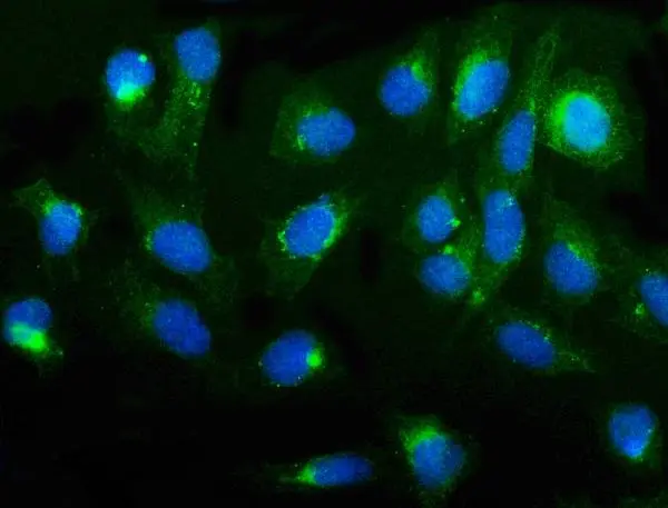 ICC/IF analysis of U2OS cells using GTX04678 cGK1 antibody. Green : Primary antibody Blue : DAPI Antigen retrieval : Enzyme antigen retrieval Dilution : 5 microg/mL