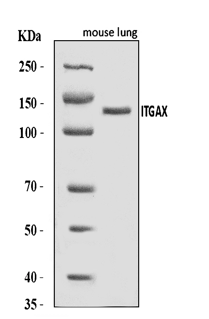 WB analysis of mouse lung tissue lysate using GTX04685 CD11c antibody. Loading : 30 microg Dilution : 0.5 microg/mL
