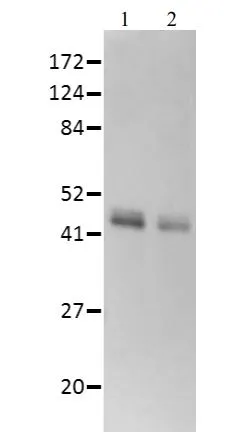 WB analysis of purified horseradish peroxidase protein using GTX04689 Horseradish Peroxidase antibody. Lane 1 : 0.2 microg of purifed HRP Lane 2 : 0.1 microg of purified HRP Dilution : 1:8000 WB analysis of purified horseradish peroxidase protein using GTX04689 Horseradish Peroxidase antibody. Lane 1 : 0.2 microg of purifed HRP Lane 2 : 0.1 microg of purified HRP Dilution : 1:8000