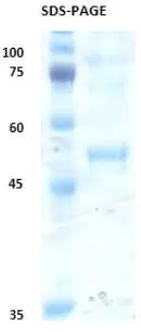 SDS-PAGE analysis of GTX04692-pro Dengue virus type 3 Envelope protein. SDS-PAGE analysis of GTX04692-pro Dengue virus type 3 Envelope protein.
