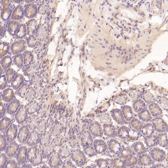 IHC-P analysis of mouse intestine tissue using GTX04753 EGFR antibody [AEF-5]. Dilution : 1:100