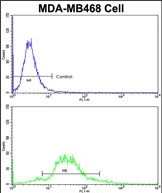 FACS analysis of MDA-MB468 cells using GTX04761 Transgelin antibody. Top panel : Negative control Bottom panel : Primary antibody FACS analysis of MDA-MB468 cells using GTX04761 Transgelin antibody. Top panel : Negative control Bottom panel : Primary antibody
