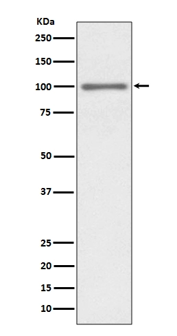 WB analysis of HEK293 whole cell lysate using GTX04778 EZH2 antibody [IDF-5].