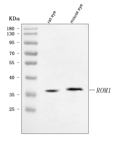 WB analysis of various samples using GTX04781 ROM1 antibody. Loading : 30 microg Dilution : 0.5 microg/mL