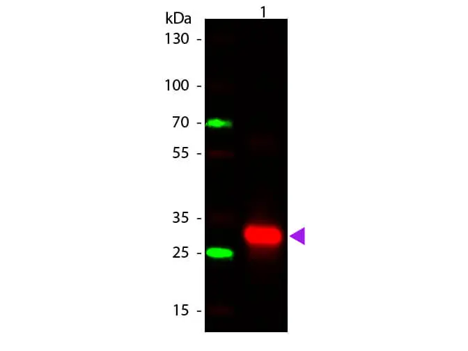 WB analysis of Human IgG (Fc) protein using GTX04808 Rabbit Anti-Human IgG (Fc) antibody. Loading : 50 ng Dilution : 1:1000 WB analysis of Human IgG (Fc) protein using GTX04808 Rabbit Anti-Human IgG (Fc) antibody. Loading : 50 ng Dilution : 1:1000